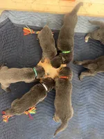 💜 Purple (Female - Blue&Tan), a female German Shepherd Dog for sale in Hudson, FL – 4 of 5