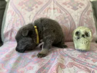 💛 Yellow (Female - Blue&Tan), a female German Shepherd Dog for sale in Hudson, FL – 3 of 5