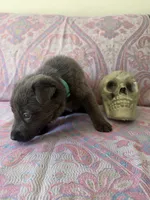 🩵 Baby Blue (Female - Blue Coat), a female German Shepherd Dog for sale in Hudson, FL – 2 of 4
