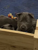 Boo💙Blue Coat, a male German Shepherd Dog for sale in Hudson, FL – 5 of 10