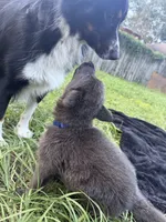 Boo💙Blue Coat, a male German Shepherd Dog for sale in Hudson, FL – 2 of 10