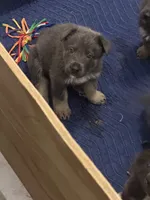 Hank🧡Blue&Tan, a male German Shepherd Dog for sale in Hudson, FL – 4 of 10