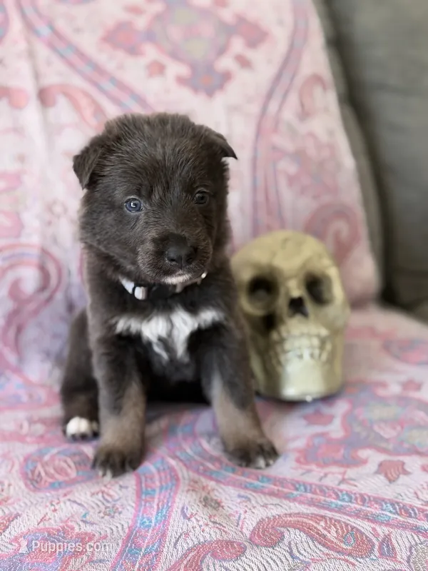 🩶 Gray (Female - Blue&Tan) – German Shepherd Dog puppy for sale in Hudson, FL