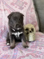 🩶 Gray (Female - Blue&Tan), a female German Shepherd Dog for sale in Hudson, FL – 1 of 5