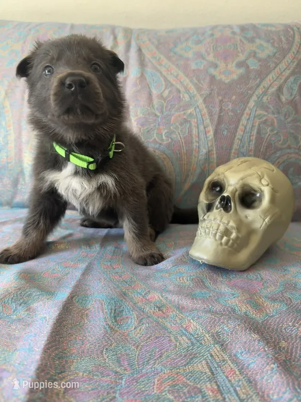 💚 Green (Male - Blue&Tan) – German Shepherd Dog puppy for sale in Hudson, FL