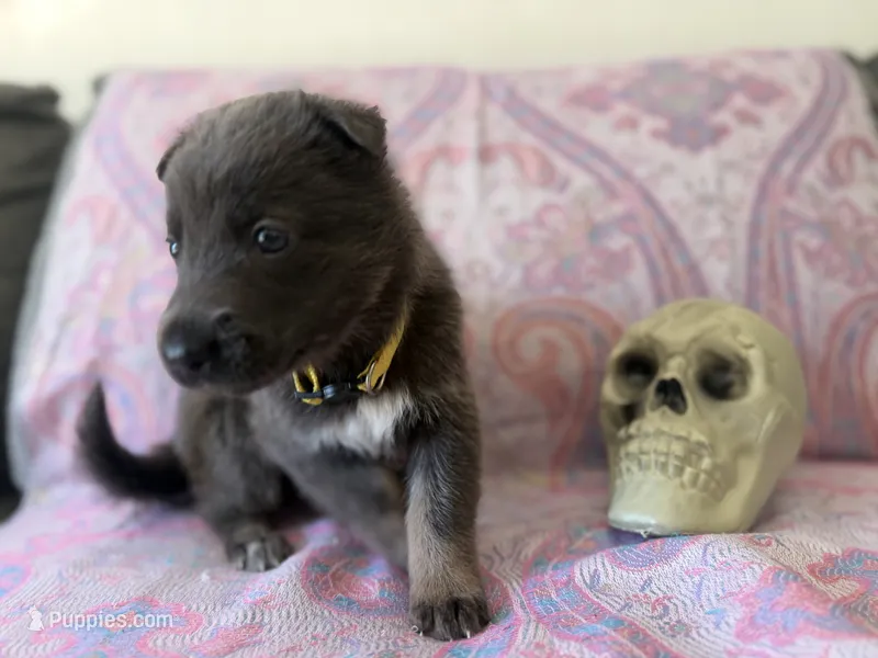 💛 Yellow (Female - Blue&Tan) – German Shepherd Dog puppy for sale in Hudson, FL