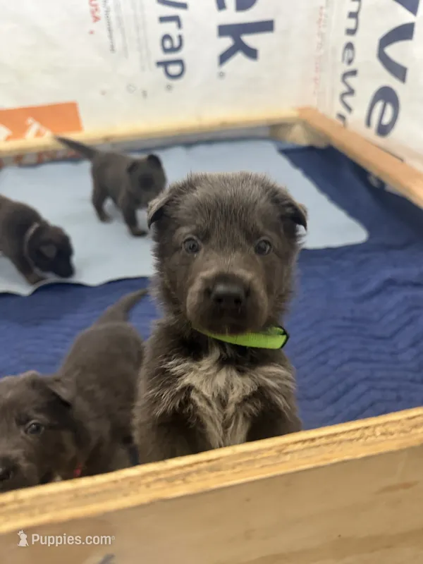 💚 Green (Male - Blue&Tan) – German Shepherd Dog puppy for sale in Hudson, FL