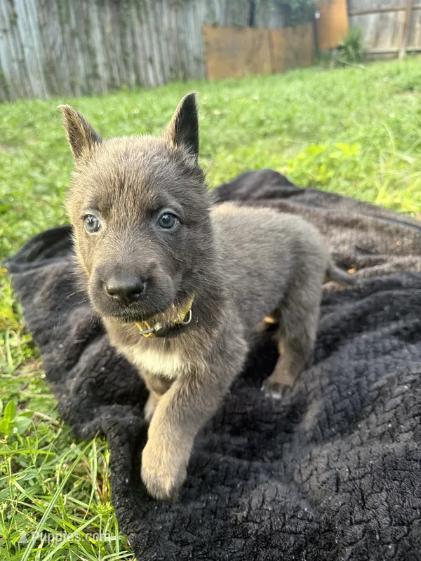 Daisy💛Blue&Tan, a female German Shepherd Dog for sale in Hudson, FL – 1 of 10
