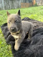 Daisy💛Blue&Tan, a female German Shepherd Dog for sale in Hudson, FL – 1 of 10