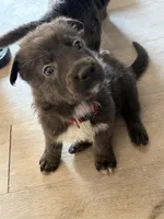 Rose❤️Blue Coat, a female German Shepherd Dog for sale in Hudson, FL – 3 of 10