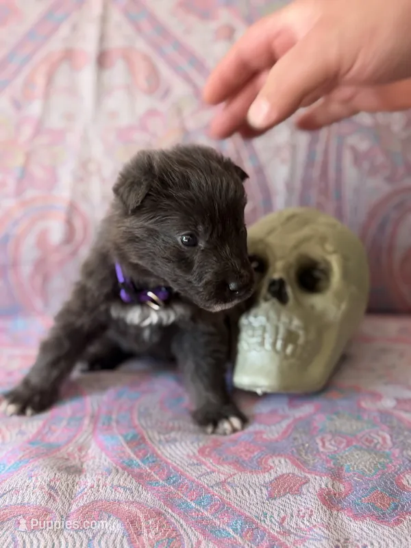 💜 Purple (Female - Blue&Tan) – German Shepherd Dog puppy for sale in Hudson, FL