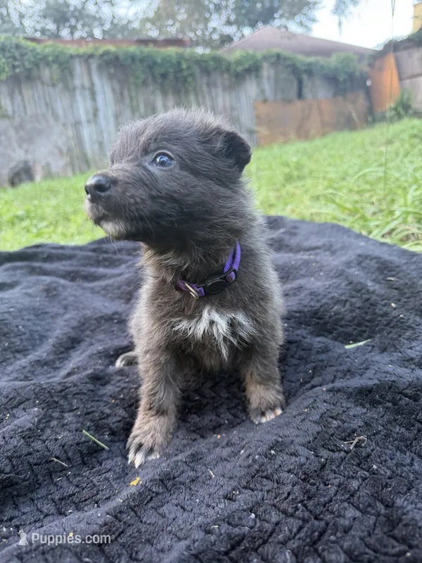Maggie💜Blue&Tan, a female German Shepherd Dog for sale in Hudson, FL – 1 of 9