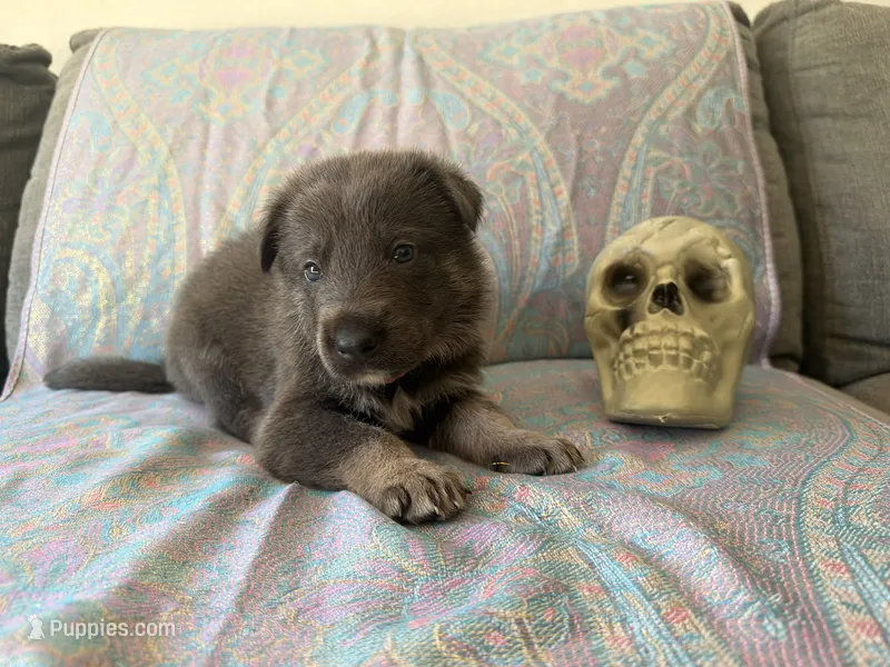 🧡 Orange (Male - Blue&Tan) – German Shepherd Dog puppy for sale in Hudson, FL