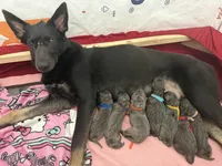 💗Pink (Female - Blue&Tan) , a female German Shepherd Dog for sale in Hudson, FL – 4 of 4