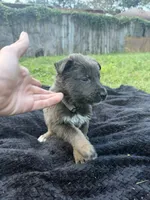 Nova🩶Blue&Tan, a female German Shepherd Dog for sale in Hudson, FL – 4 of 10