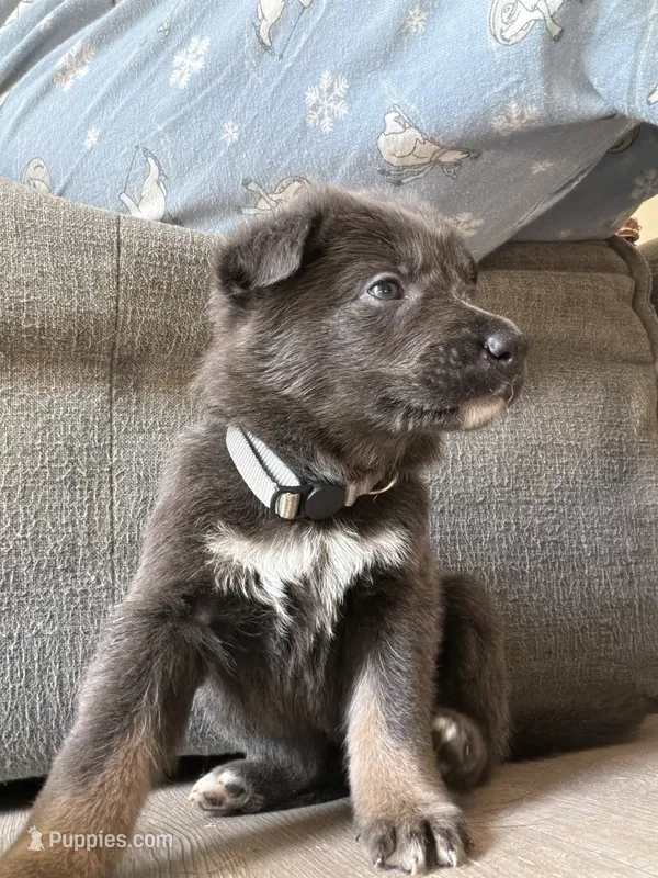 🩶 Gray (Female - Blue&Tan) – German Shepherd Dog puppy for sale in Hudson, FL