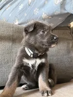 Nova🩶Blue&Tan, a female German Shepherd Dog for sale in Hudson, FL – 2 of 10