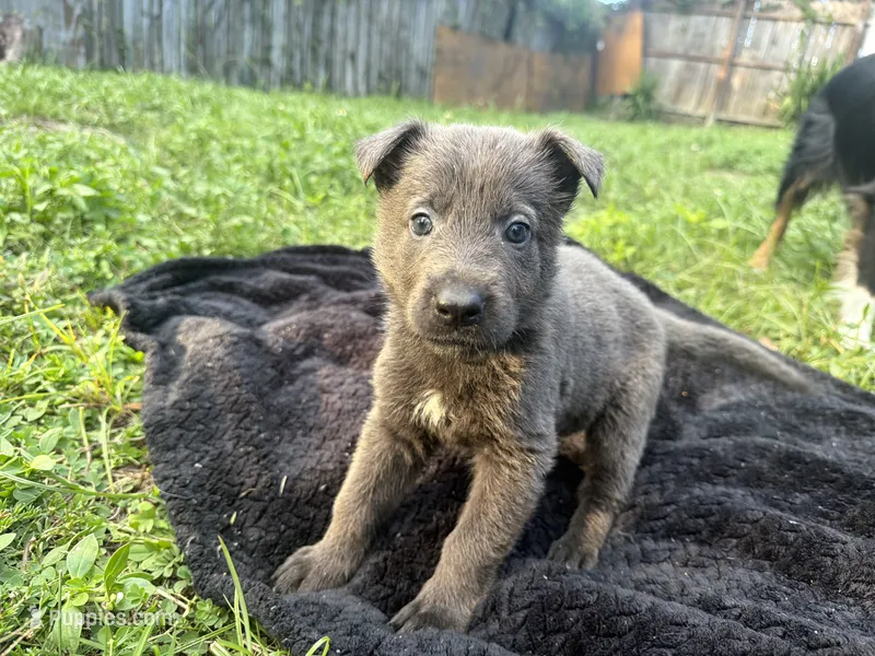 Lady🩵Blue Coat, a female German Shepherd Dog for sale in Hudson, FL – 1 of 9