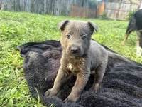 Lady🩵Blue Coat, a female German Shepherd Dog for sale in Hudson, FL – 1 of 9