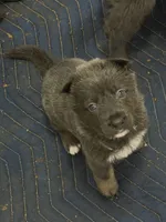 Nova🩶Blue&Tan, a female German Shepherd Dog for sale in Hudson, FL – 5 of 10