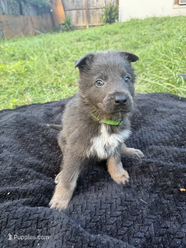 Reggie💚Blue&Tan, a male German Shepherd Dog for sale in Hudson, FL – 1 of 10