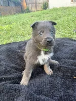Reggie💚Blue&Tan, a male German Shepherd Dog for sale in Hudson, FL – 1 of 10