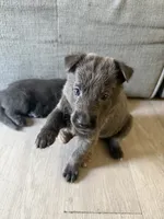 Lady🩵Blue Coat, a female German Shepherd Dog for sale in Hudson, FL – 5 of 9