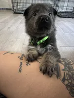 Reggie💚Blue&Tan, a male German Shepherd Dog for sale in Hudson, FL – 4 of 10