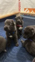 💙 Blue (Male - Blue Coat), a male German Shepherd Dog for sale in Hudson, FL – 4 of 5