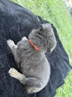Hank🧡Blue&Tan, a male German Shepherd Dog for sale in Hudson, FL – 2 of 10