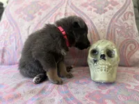 💗Pink (Female - Blue&Tan) , a female German Shepherd Dog for sale in Hudson, FL – 2 of 4