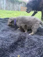 Maggie💜Blue&Tan, a female German Shepherd Dog for sale in Hudson, FL – 4 of 9