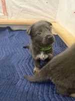 Reggie💚Blue&Tan, a male German Shepherd Dog for sale in Hudson, FL – 7 of 10