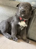 Rose❤️Blue Coat, a female German Shepherd Dog for sale in Hudson, FL – 4 of 10