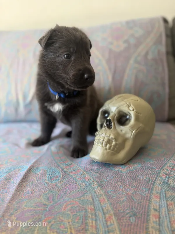 💙 Blue (Male - Blue Coat) – German Shepherd Dog puppy for sale in Hudson, FL