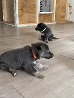 Hank🧡Blue&Tan, a male German Shepherd Dog for sale in Hudson, FL – 5 of 10