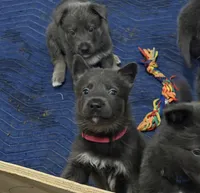 Koda💗Blue&Tan, a female German Shepherd Dog for sale in Hudson, FL – 2 of 8