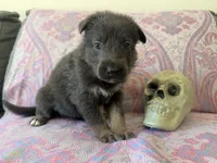💗Pink (Female - Blue&Tan) , a female German Shepherd Dog for sale in Hudson, FL – 1 of 4