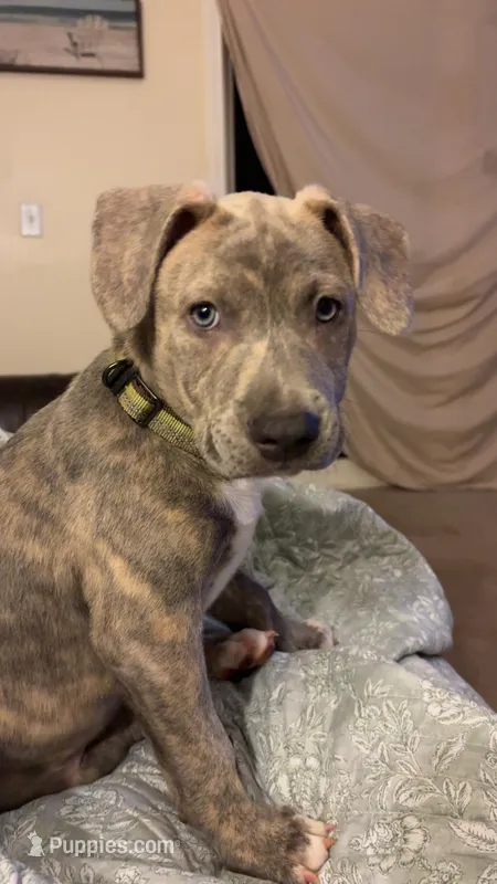 Rocky  – American Pit Bull Terrier puppy for sale in Leland, NC