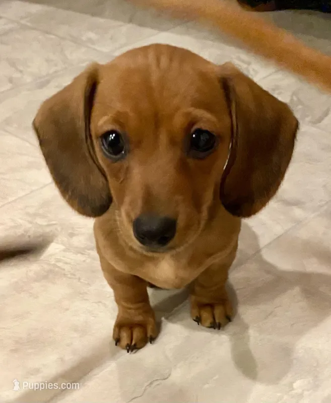 Francis – Miniature Dachshund puppy for sale in Hillsboro, OR