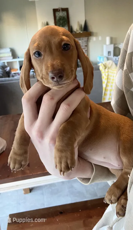 Hazel – Miniature Dachshund puppy for sale in Hillsboro, OR