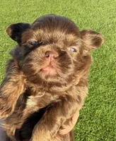 Lady Godiva, a female Shih Tzu for sale in Gilbert, AZ – Photo 2 of 8