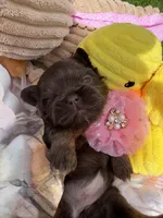 Lady Godiva, a female Shih Tzu for sale in Gilbert, AZ – Photo 1 of 8