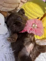 Lady Godiva, a female Shih Tzu for sale in Gilbert, AZ – Photo 5 of 8
