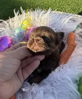 Lady Godiva, a female Shih Tzu for sale in Gilbert, AZ – Photo 4 of 8