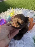 Lady Godiva, a female Shih Tzu for sale in Gilbert, AZ – Photo 8 of 8