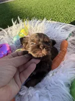 Lady Godiva, a female Shih Tzu for sale in Gilbert, AZ – Photo 7 of 8