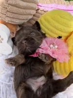 Lady Godiva, a female Shih Tzu for sale in Gilbert, AZ – Photo 6 of 8