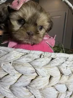 Layla, a female Shih Tzu for sale in Gilbert, AZ – Photo 4 of 4