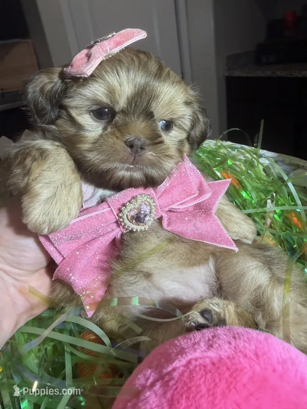 Layla – Shih Tzu puppy for sale in Gilbert, AZ